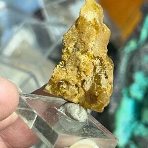 Amber In petrified wood